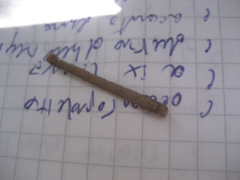 Ourapteryx sambucaria